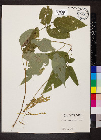 Desmodium cuspidatum image