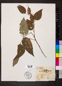 Desmodium cuspidatum image