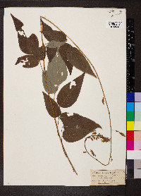 Desmodium cuspidatum image