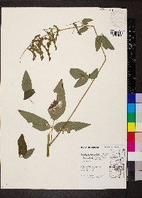 Desmodium cuspidatum image