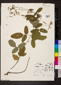 Desmodium dillenii image