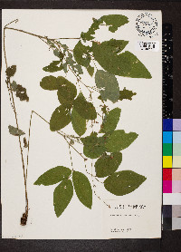 Desmodium dillenii image