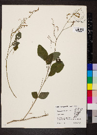 Desmodium dillenii image