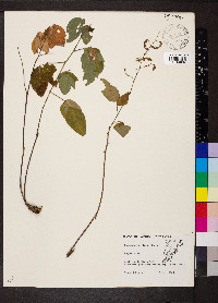 Desmodium dillenii image