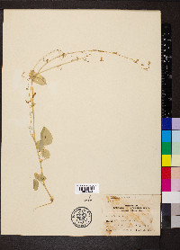 Desmodium dillenii image