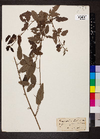 Desmodium dillenii image