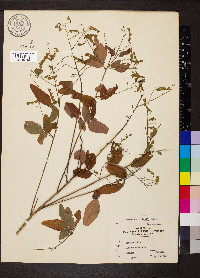 Desmodium dillenii image