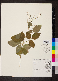 Desmodium dillenii image