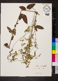 Desmodium dillenii image