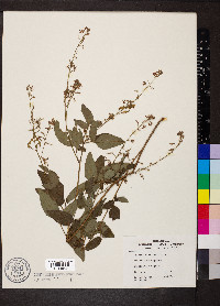 Desmodium dillenii image