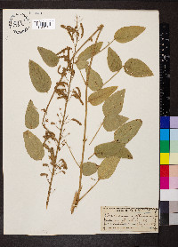 Desmodium illinoense image