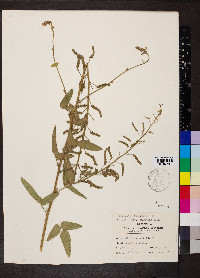 Desmodium illinoense image