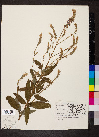 Desmodium illinoense image