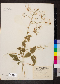 Desmodium illinoense image