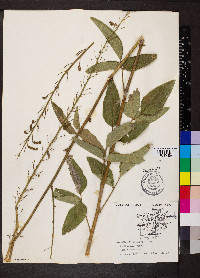 Desmodium illinoense image