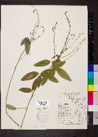 Desmodium illinoense image