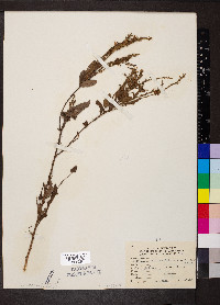 Desmodium illinoense image