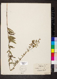 Desmodium sessilifolium image