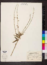 Desmodium sessilifolium image