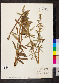 Desmodium sessilifolium image