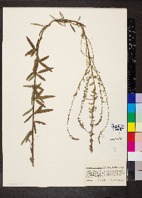 Desmodium sessilifolium image