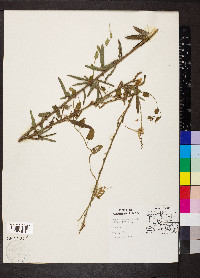 Desmodium sessilifolium image