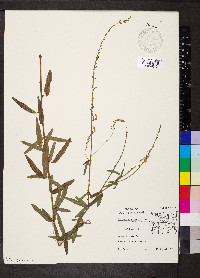 Desmodium sessilifolium image