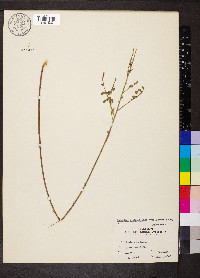 Desmodium sessilifolium image