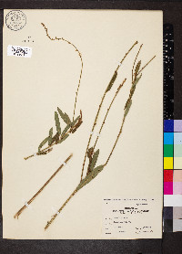 Desmodium sessilifolium image