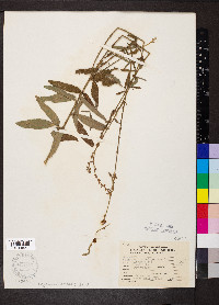 Desmodium sessilifolium image