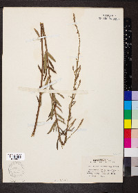 Desmodium sessilifolium image