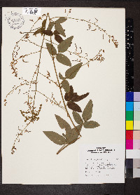 Desmodium glabellum image