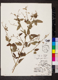 Desmodium glabellum image