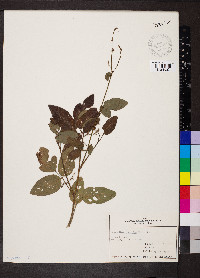 Desmodium glabellum image