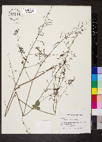 Desmodium laevigatum image