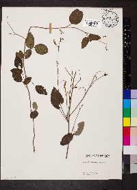 Desmodium laevigatum image