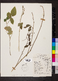 Desmodium laevigatum image