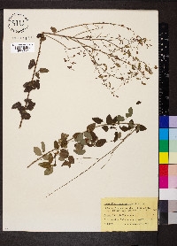 Desmodium marilandicum image