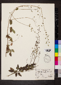 Desmodium marilandicum image