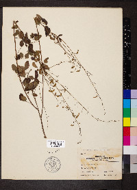 Desmodium marilandicum image