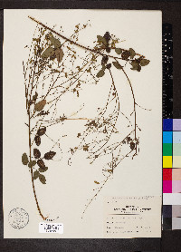 Desmodium marilandicum image