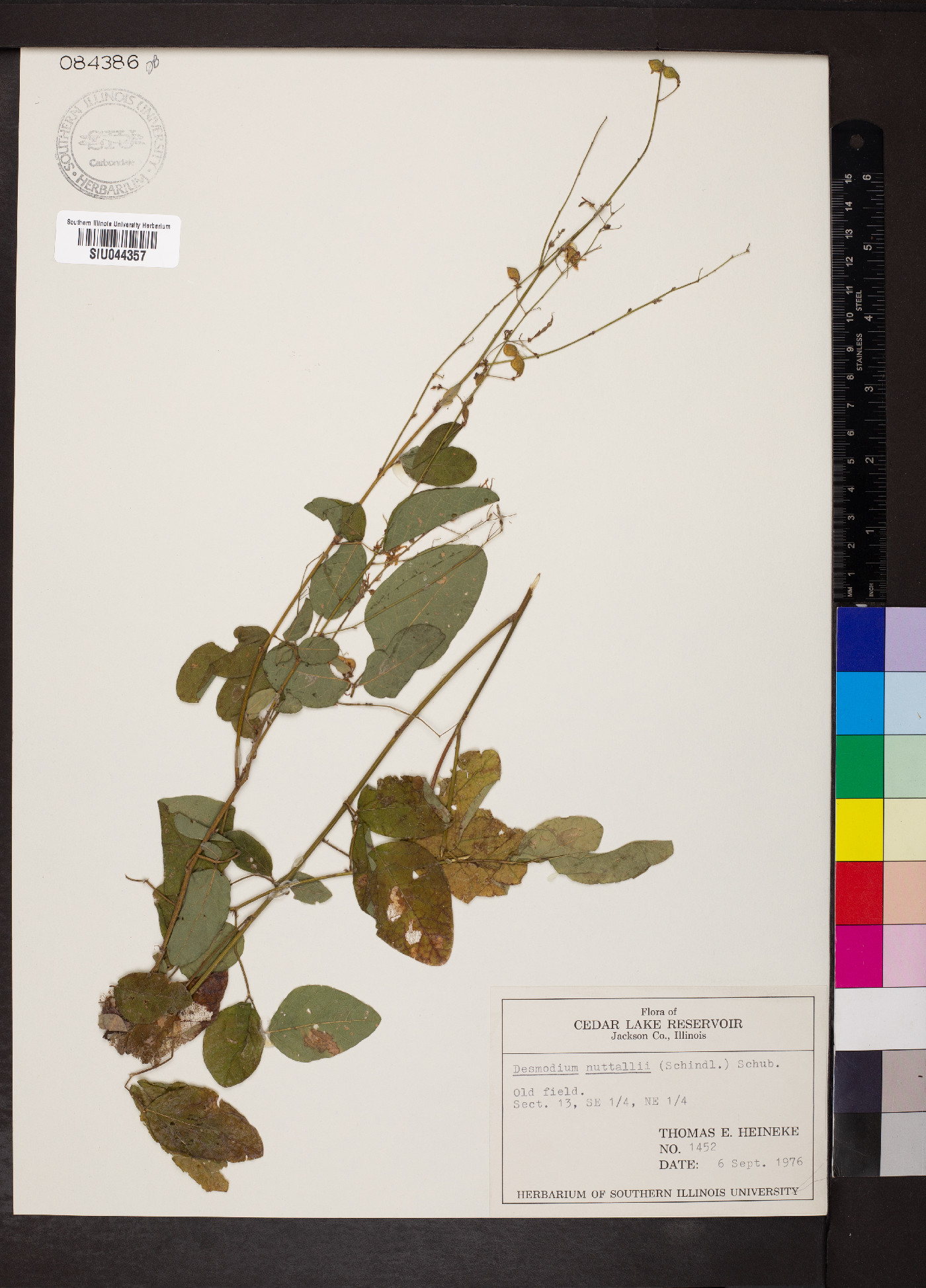 Desmodium nuttallii image