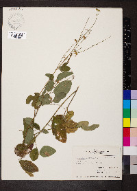 Desmodium nuttallii image