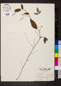 Desmodium nuttallii image