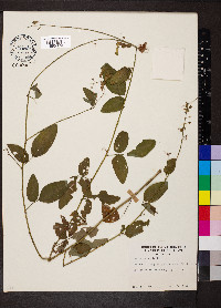 Desmodium nuttallii image