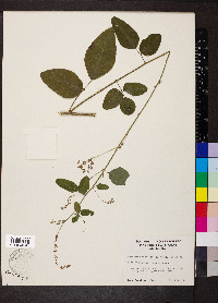 Desmodium nuttallii image