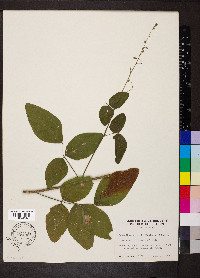 Desmodium nuttallii image