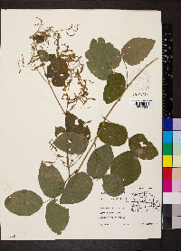 Desmodium nuttallii image