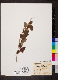 Desmodium obtusum image