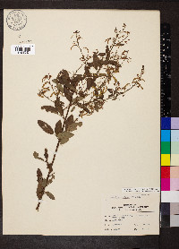 Desmodium obtusum image